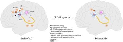 The mechanism and efficacy of GLP-1 receptor agonists in the treatment of Alzheimer’s disease